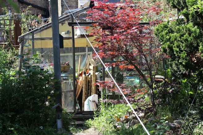Ramshackle greenhouse | Wolves in London