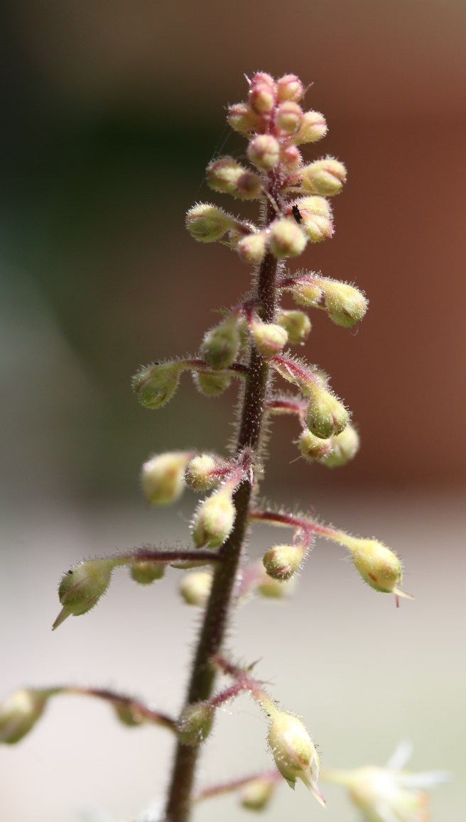 Heuchera | Wolves in London