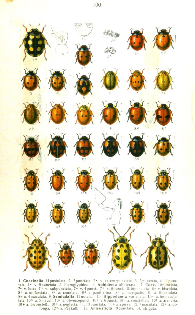 Ladybirds from Vintage Printable