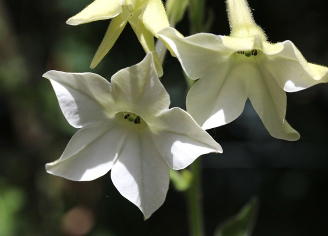 Nicotiana | Wolves in London