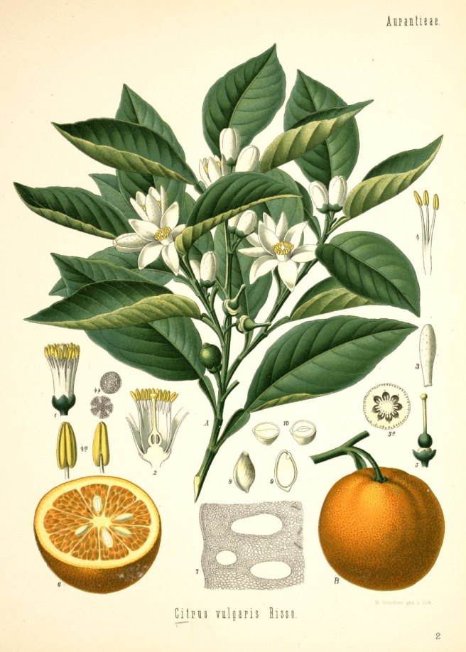 Orange botanical vintage image