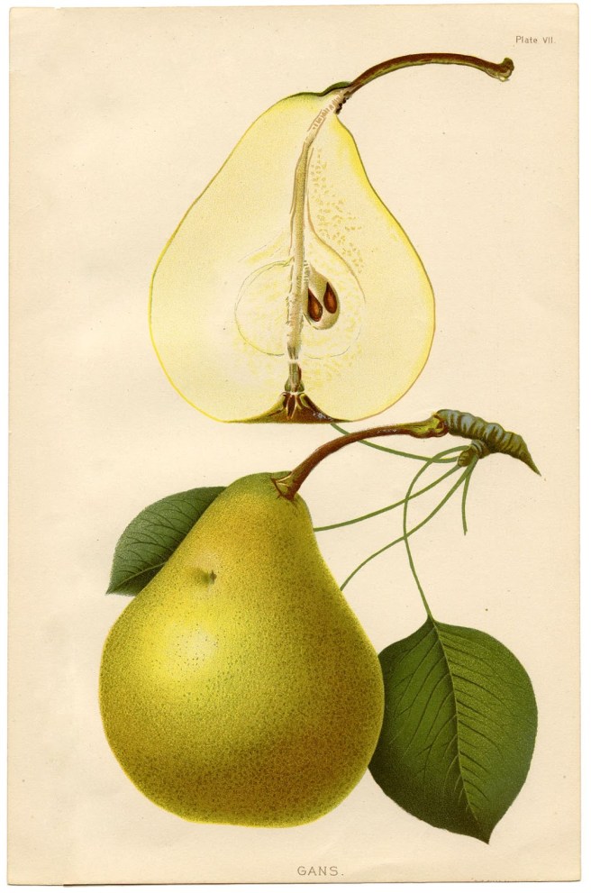 Vintage pears