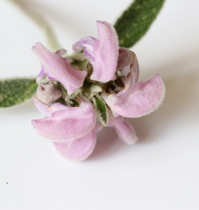 Phlomis | Wolves in London