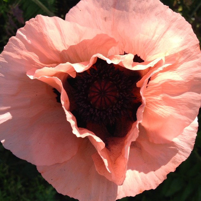 Poppy | Wolves in London