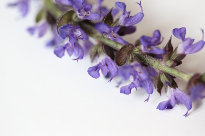 Salvia spike | Wolves in London