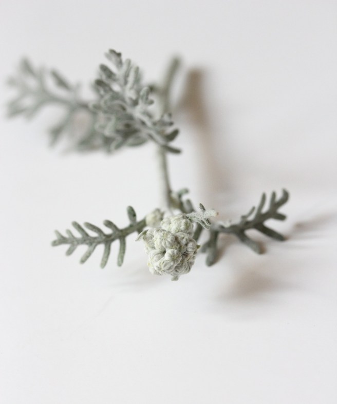 Senecio cineraria | Wolves in London