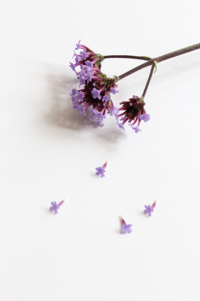 Verbena bonariensis | Wolves in London