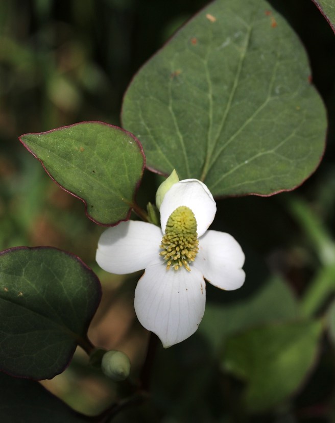 White pond flower | Wolves in London
