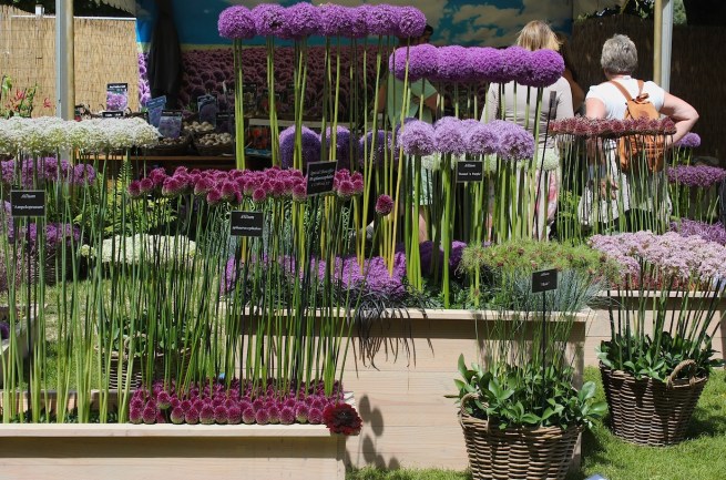 Allium stall at Hampton Court show | Wolves in London
