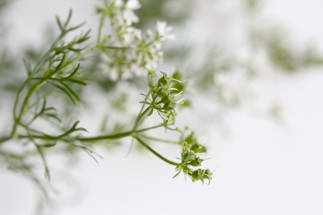 Flowering coriander | Wolves in London