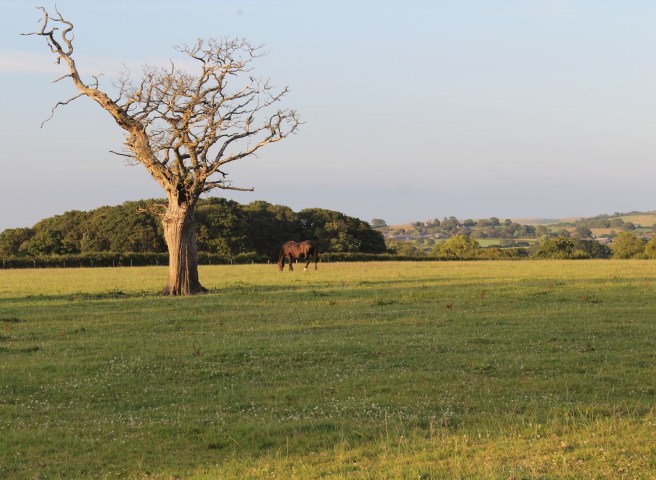 Horse in field | Wolves in London