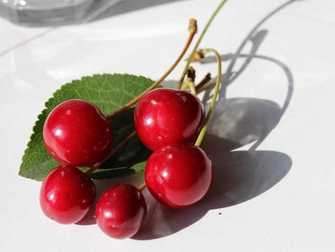 Morello cherries