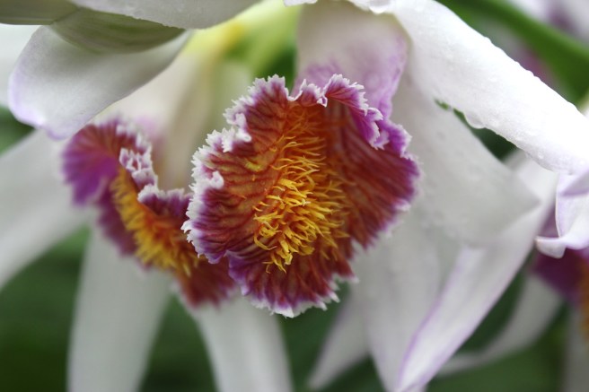 Orchid | Wolves in London