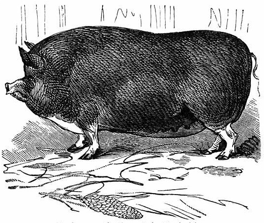 Vintage pig image | Wolves in London