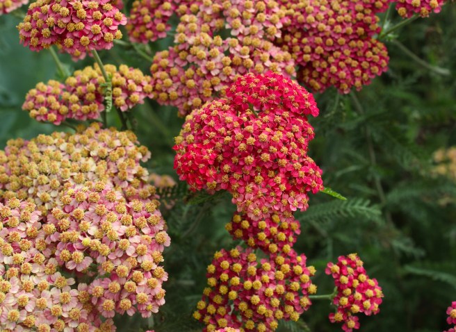 Red flowers at Wisley | Wolves in London