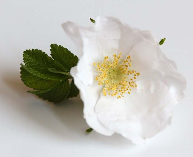 Rosa rugosa alba | Wolves in London