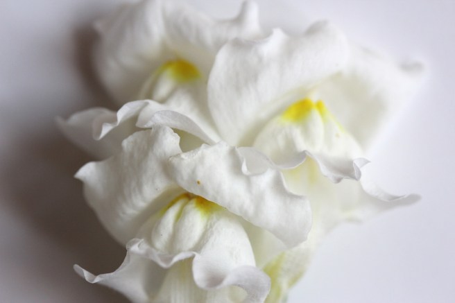 Snapdragon | Wolves in London