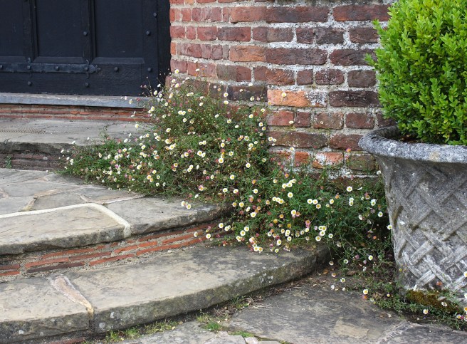 Erigeron karvinskianus | Wolves in London