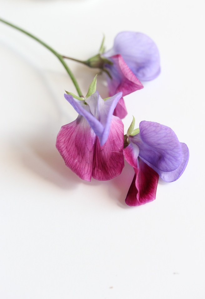 Sweet pea Matucana | Wolves in London
