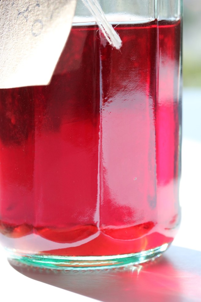 Homemade morello cherry vodka