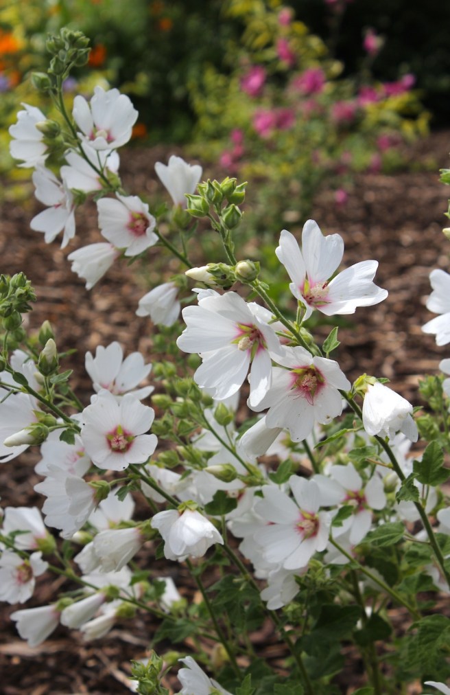White flowers | Wolves in London