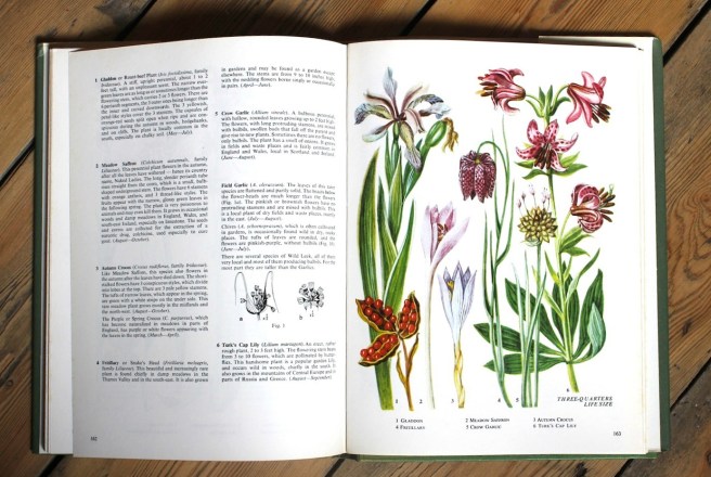 Illustrations of wild flowers | Wolves in London
