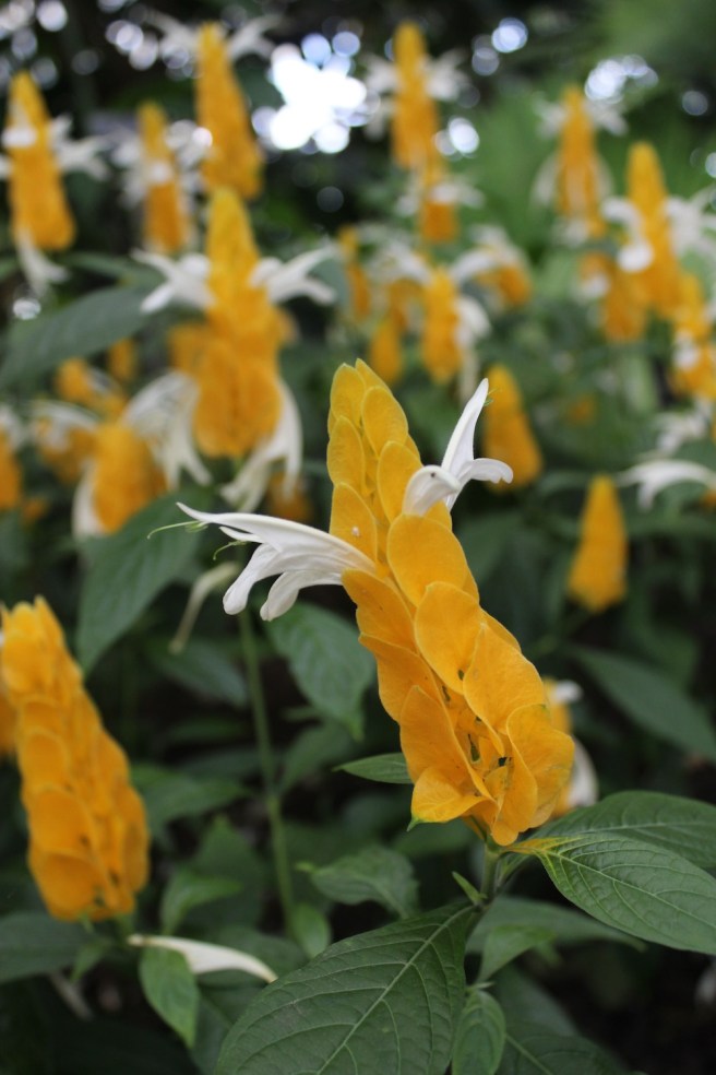 Yellow flower | Wolves in London