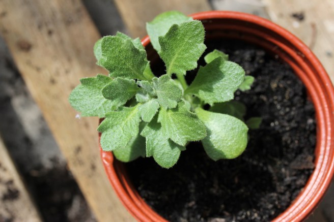 Aubrieta seedling | Wolves in London