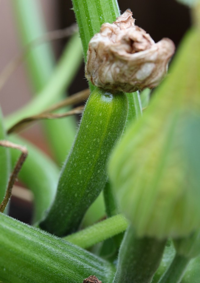 Courgette | Wolves in London