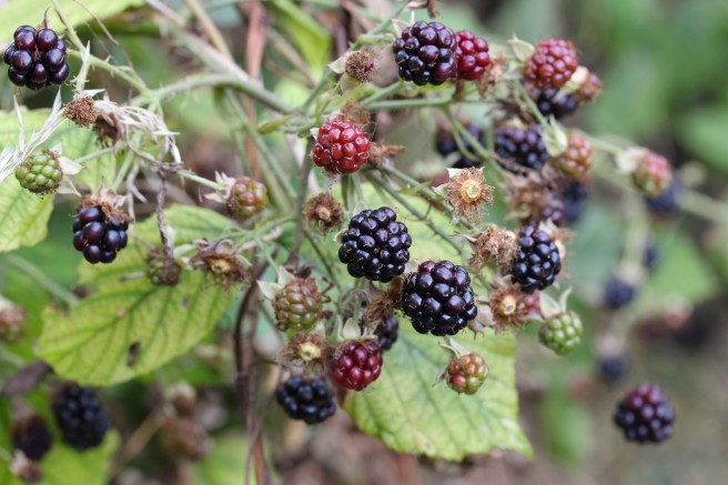 Blackberries | Wolves in London