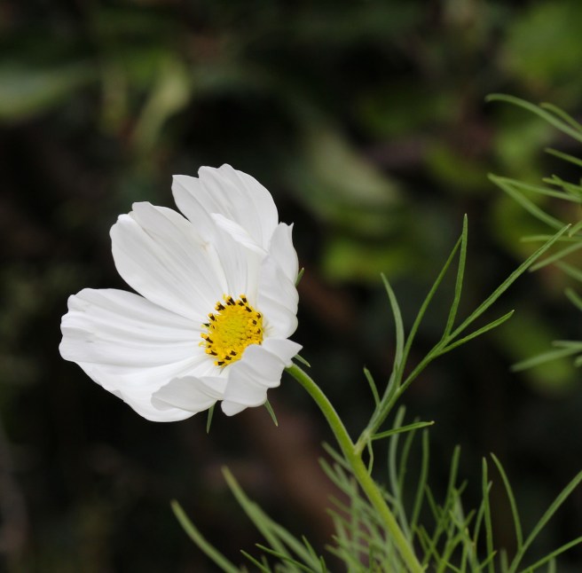 Cosmos | Wolves in London