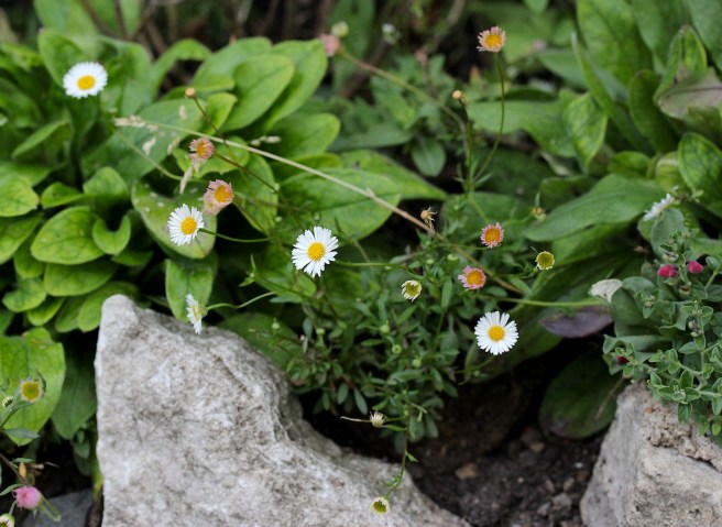 Erigeron karvinskianus | Wolves in London