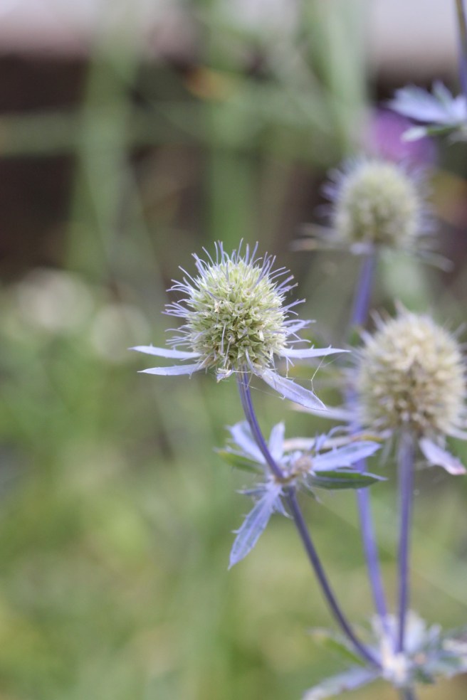 Eryngium 'Jos Eijking' | Wolves in London