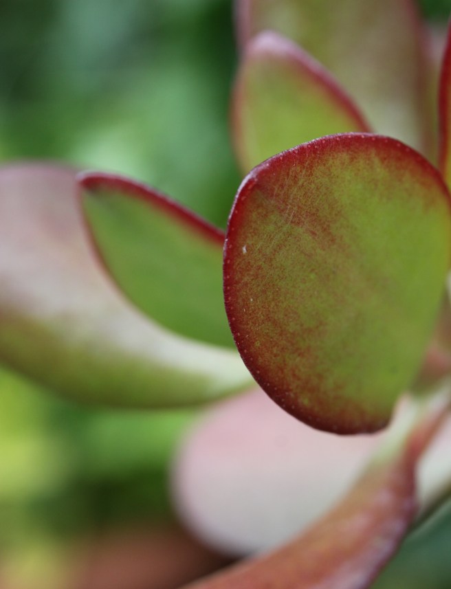 Kalanchoe | Wolves in London