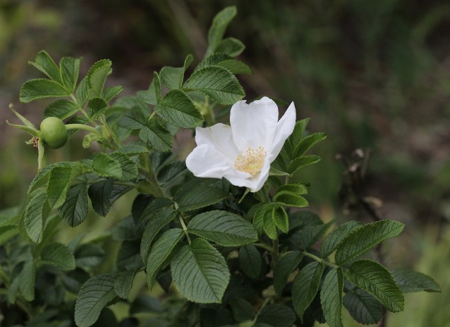 Rosa rugosa | Wolves in London