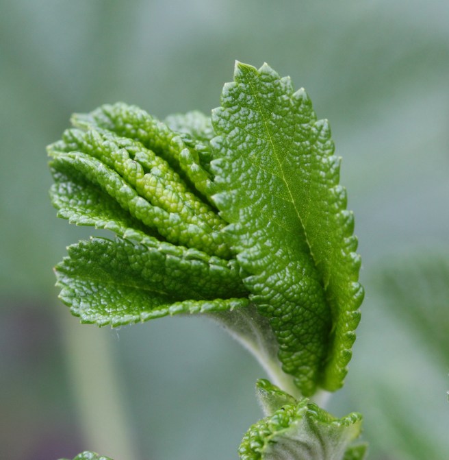 Rose leaves unfurling | Wolves in London