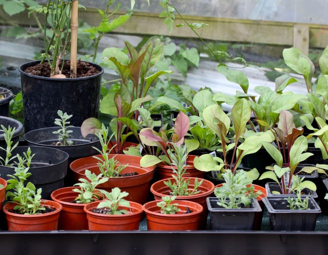 Tray of seedlings | Wolves in London