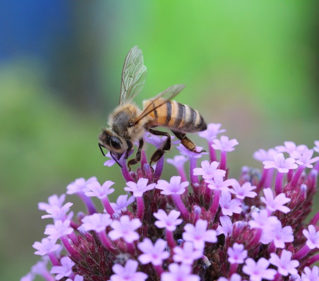 Bee on verbena | Wolves in London