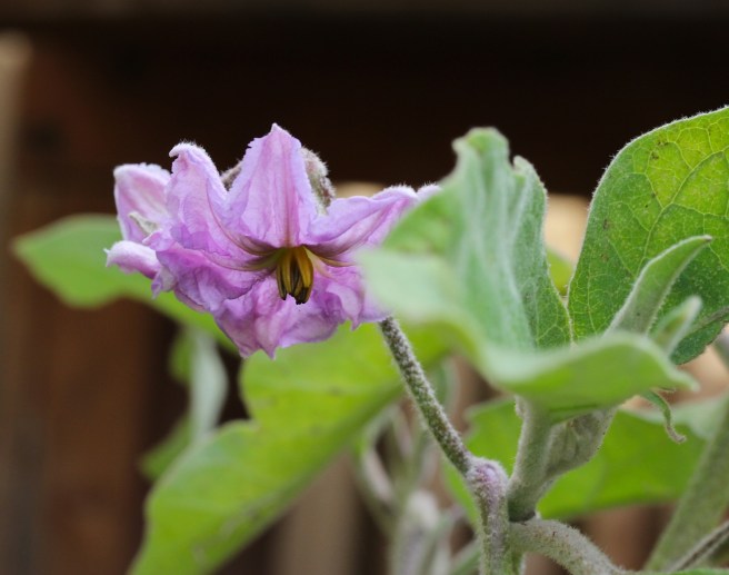 aubergine flower | Wolves in London