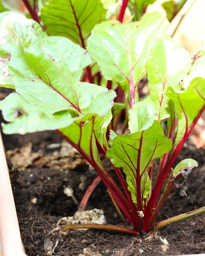 Beetroot | Wolves in London