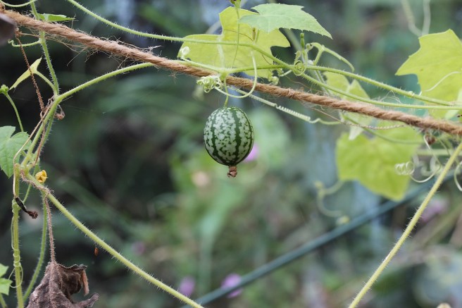 Cucamelon | Wolves in London