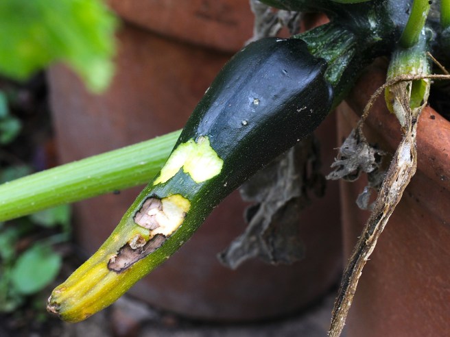 Horrible courgette | Wolves in London