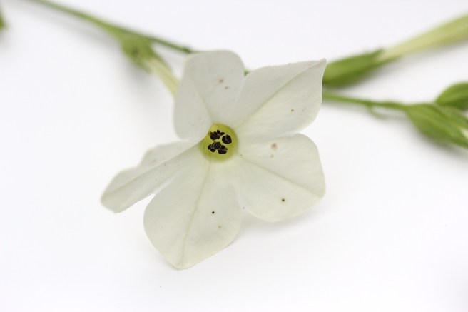 Nicotiana | Wolves in London