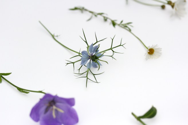 Nigella | Wolves in London