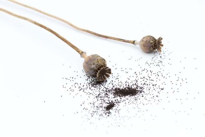 Poppy seeds | Wolves in London