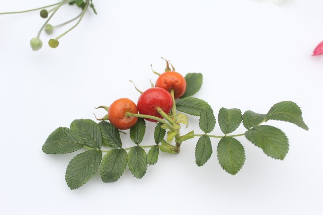Rosa rugosa rose hips | Wolves in London