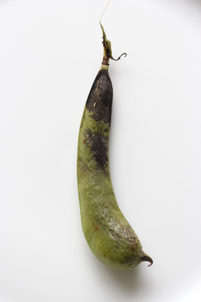 unappetising broad bean | Wolves in London