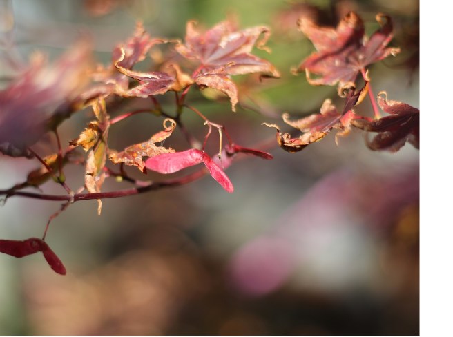 Acer | Wolves in London