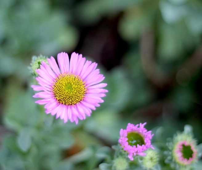 Erigeron | Wolves in London