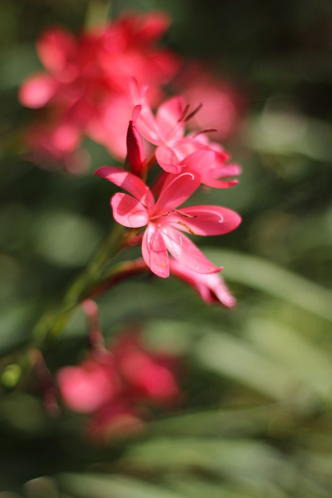 Hesperantha coccinea | Wolves in London